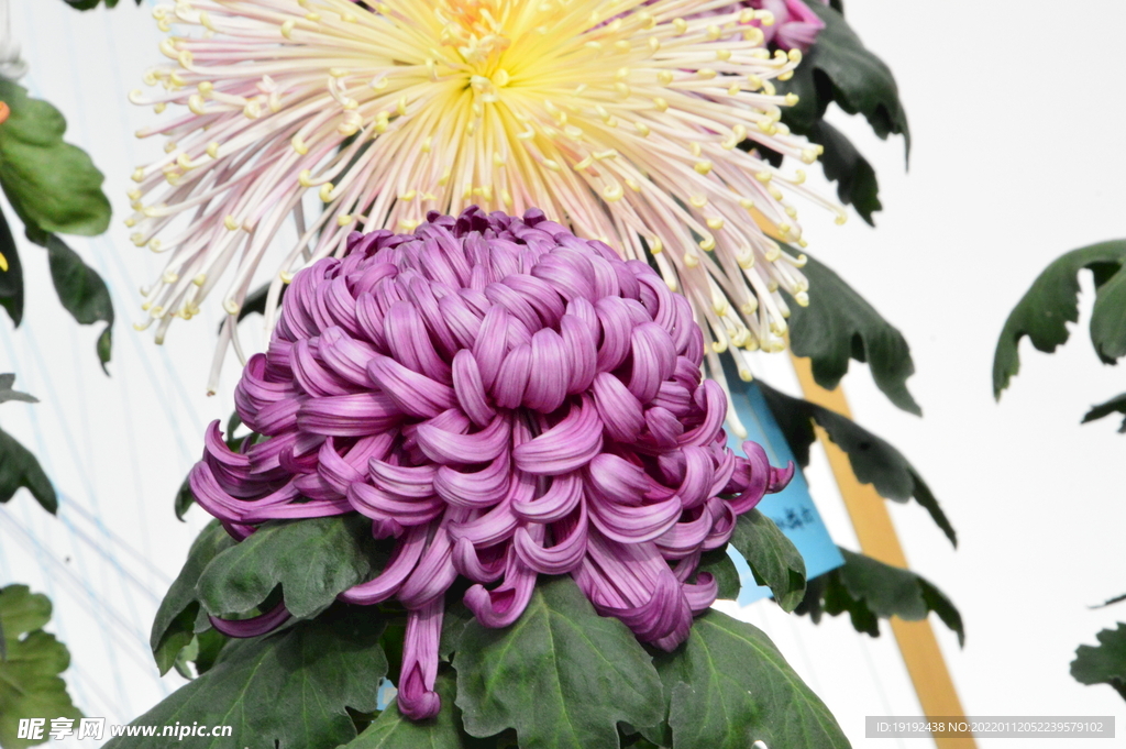 菊花