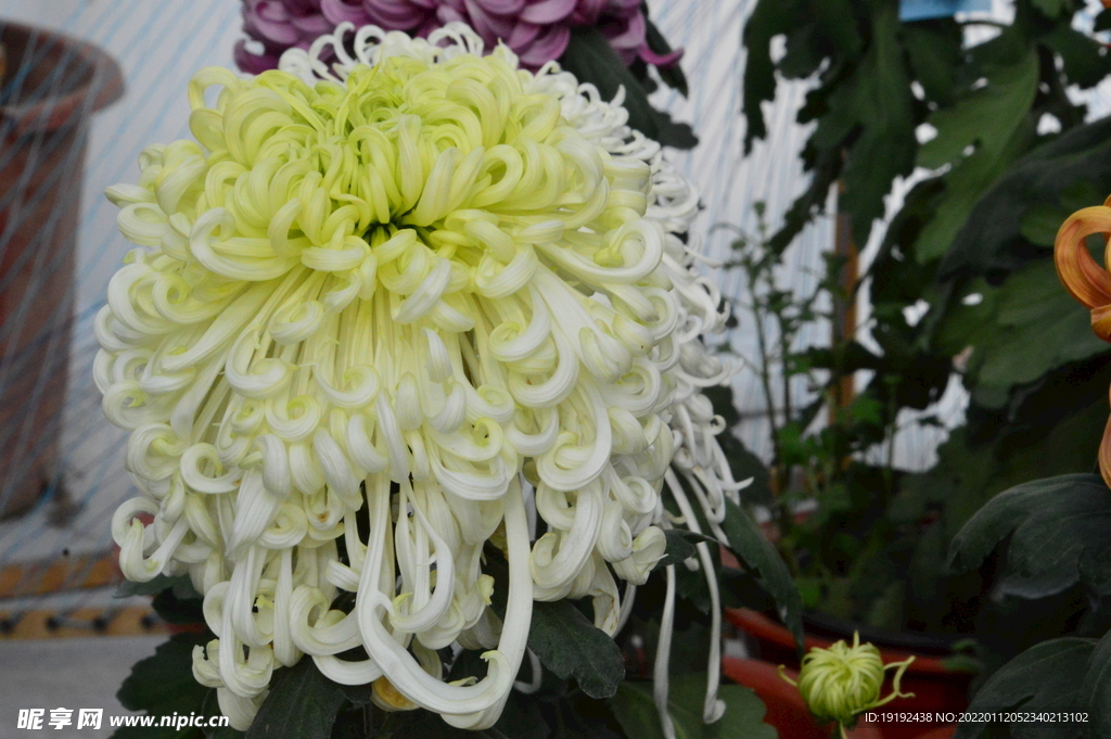 菊花 