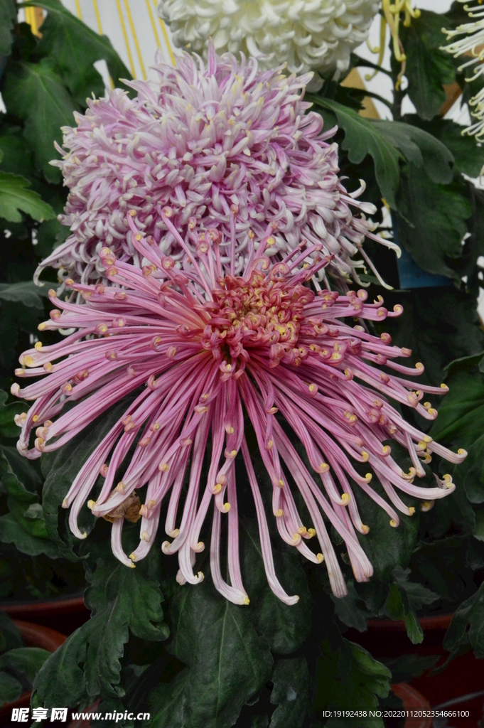 菊花