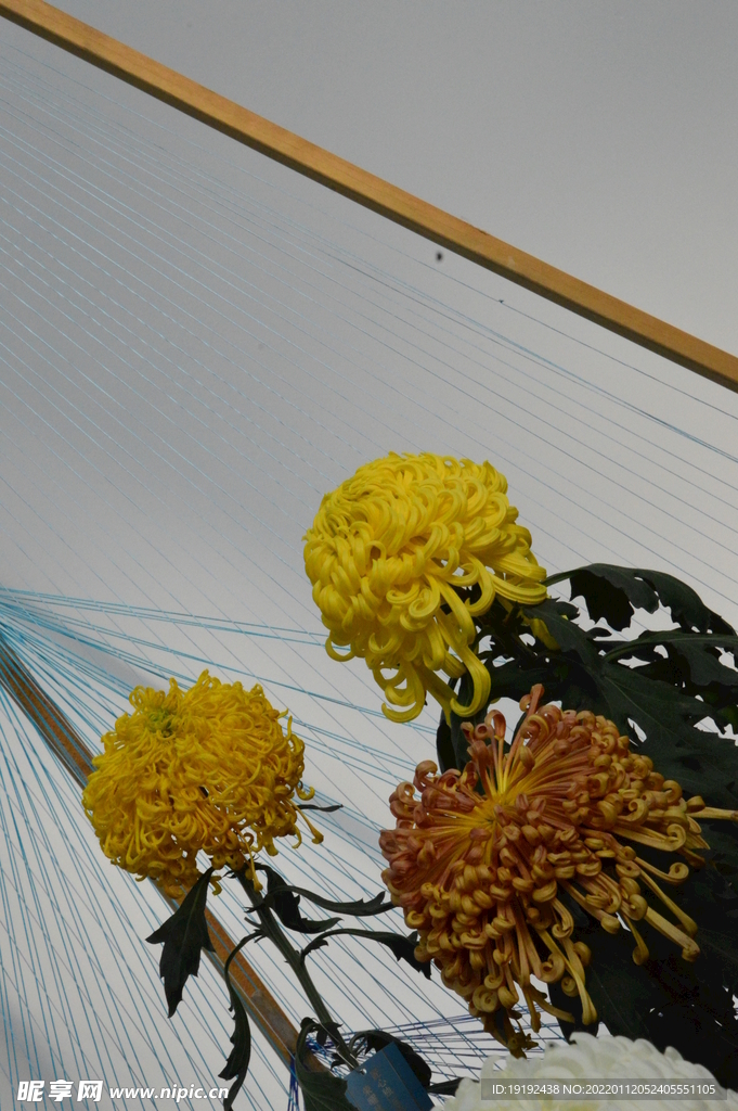 菊花