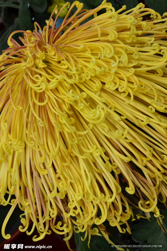 菊花 