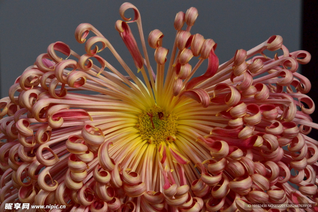 菊花 