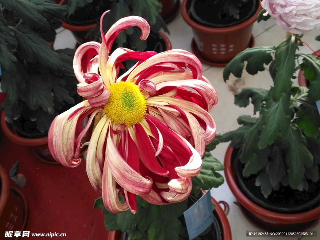 菊花 