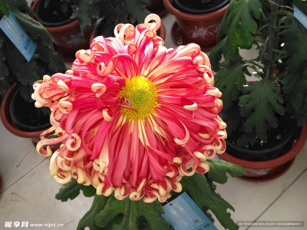 菊花
