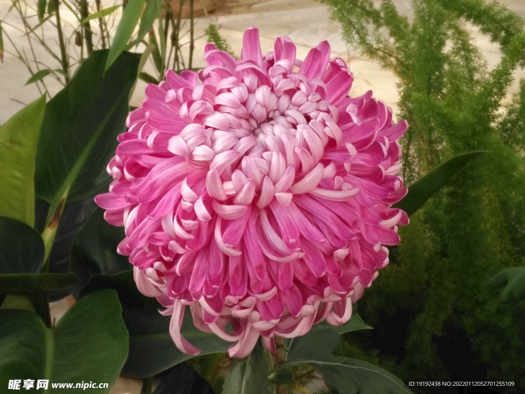 菊花 