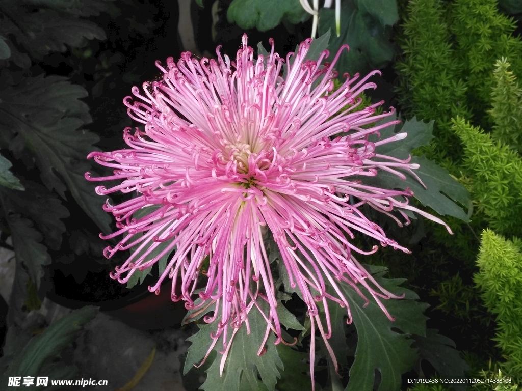 菊花 