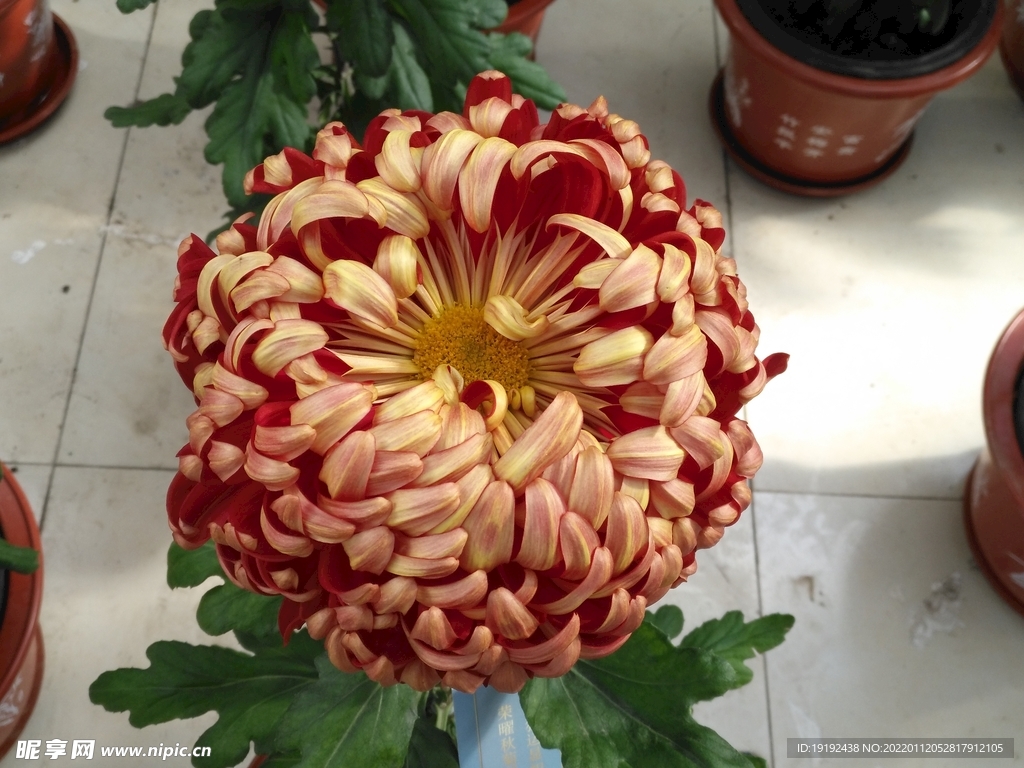 菊花