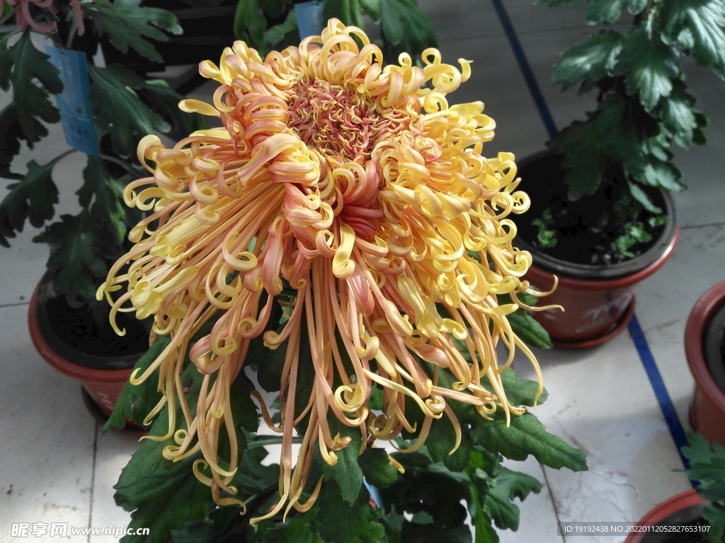 菊花 