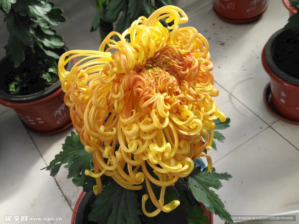菊花 