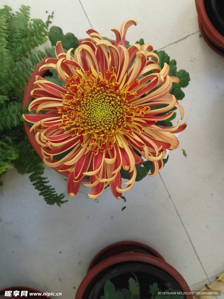菊花