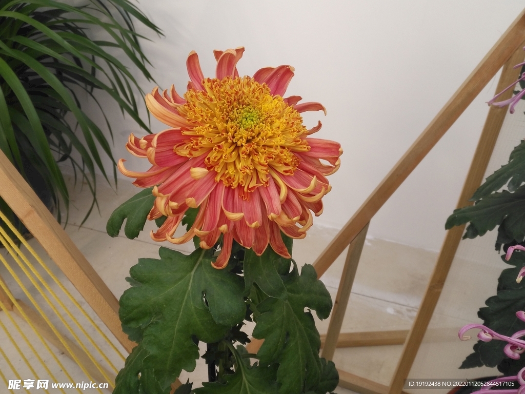 菊花 