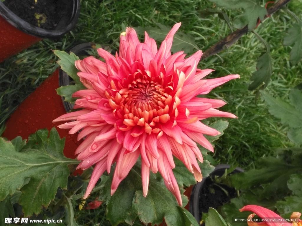 菊花 