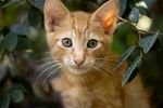 猫猫