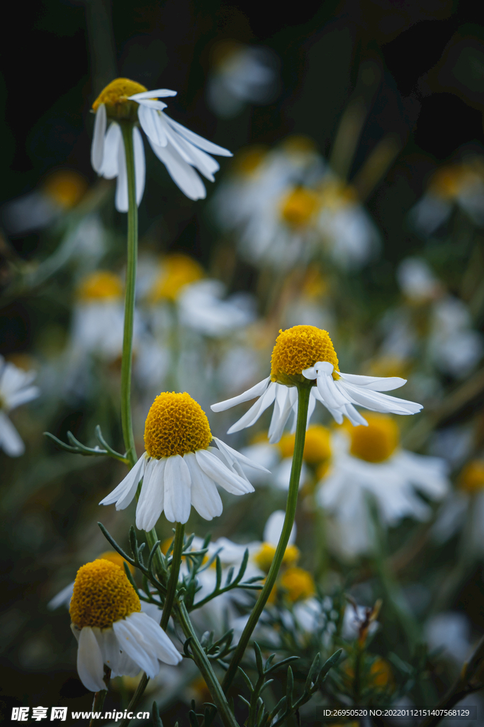 花
