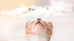 猫咪的幻想