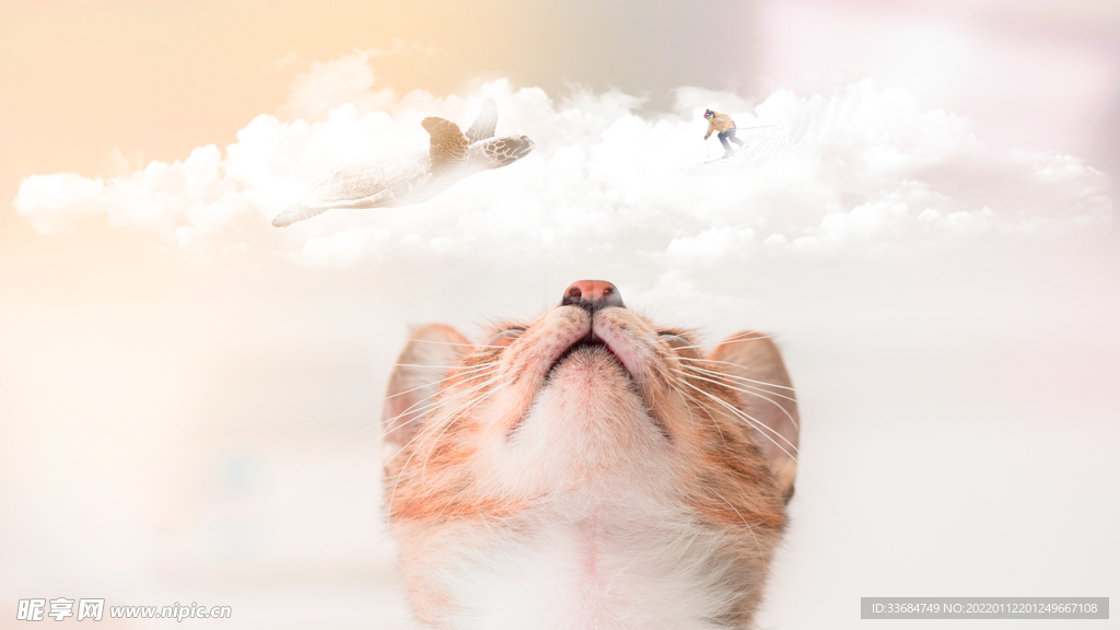 猫咪的幻想