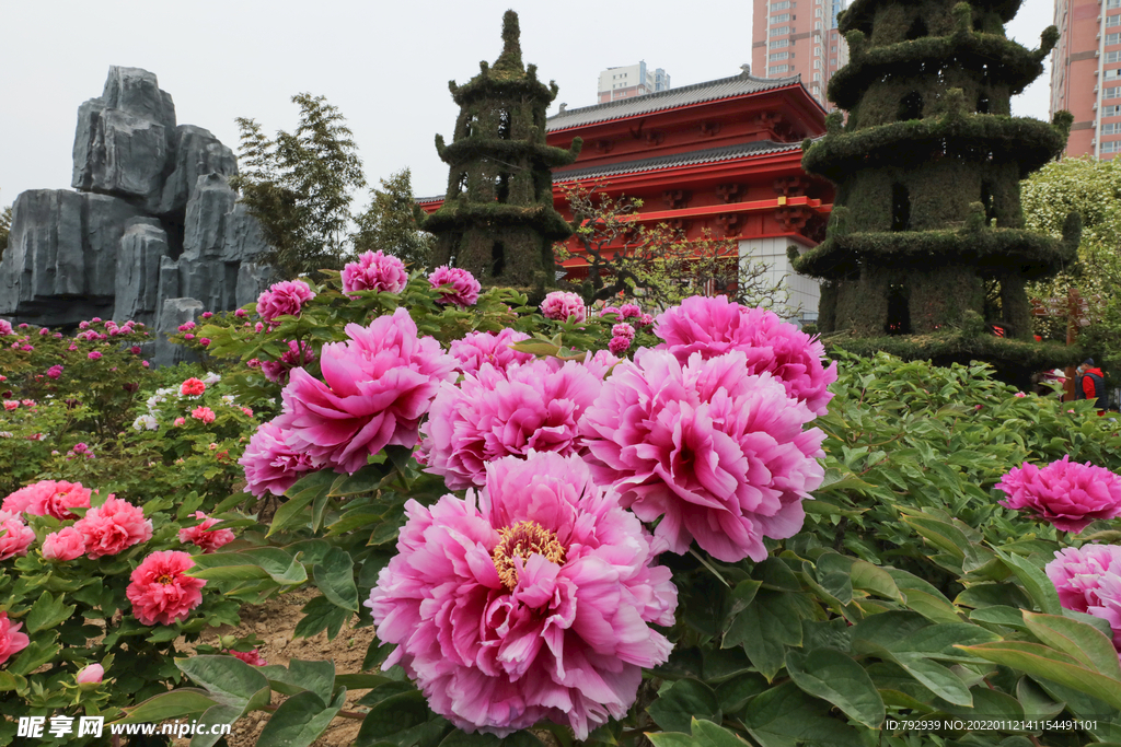 菏泽牡丹