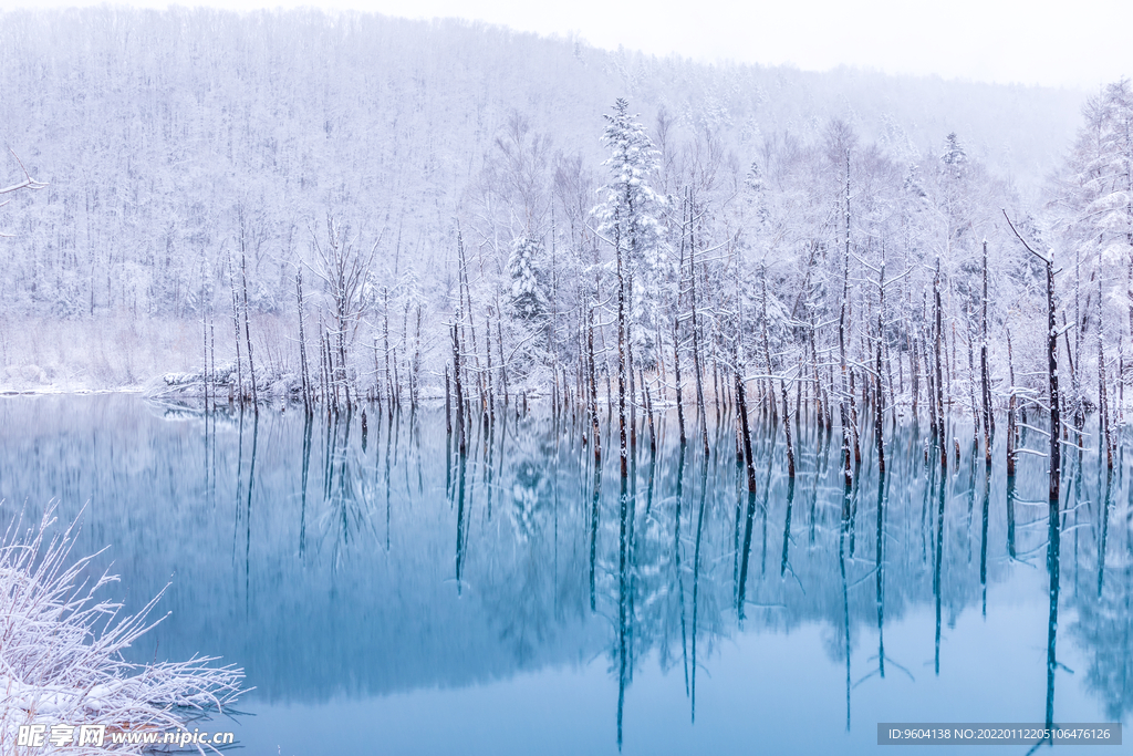 冰雪树林