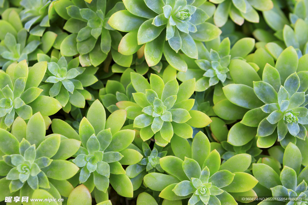 植物叶子