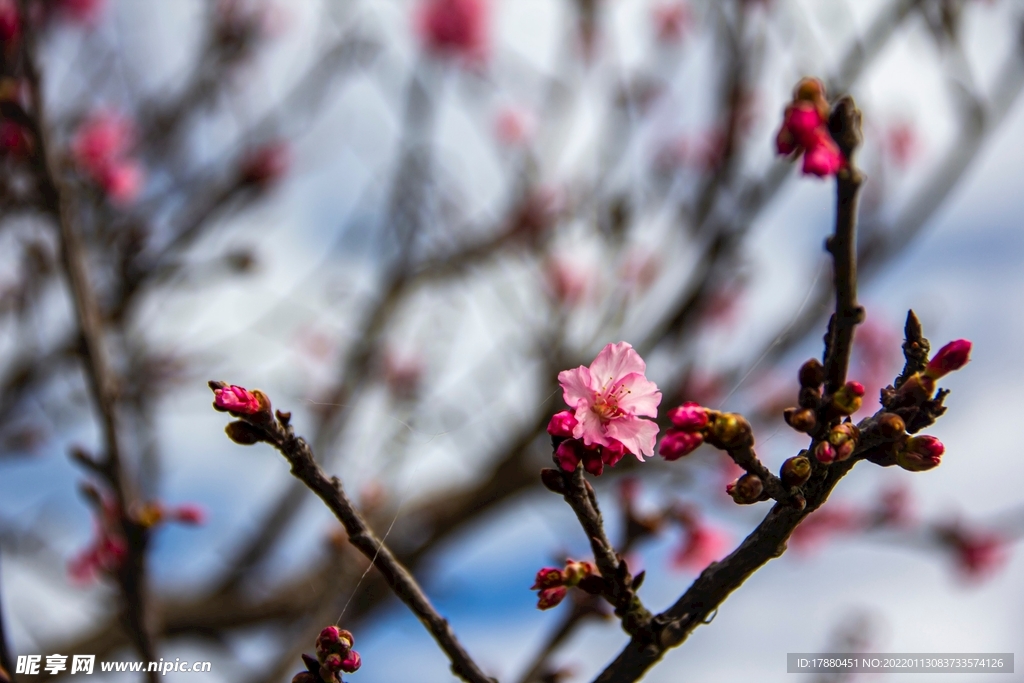 花卉