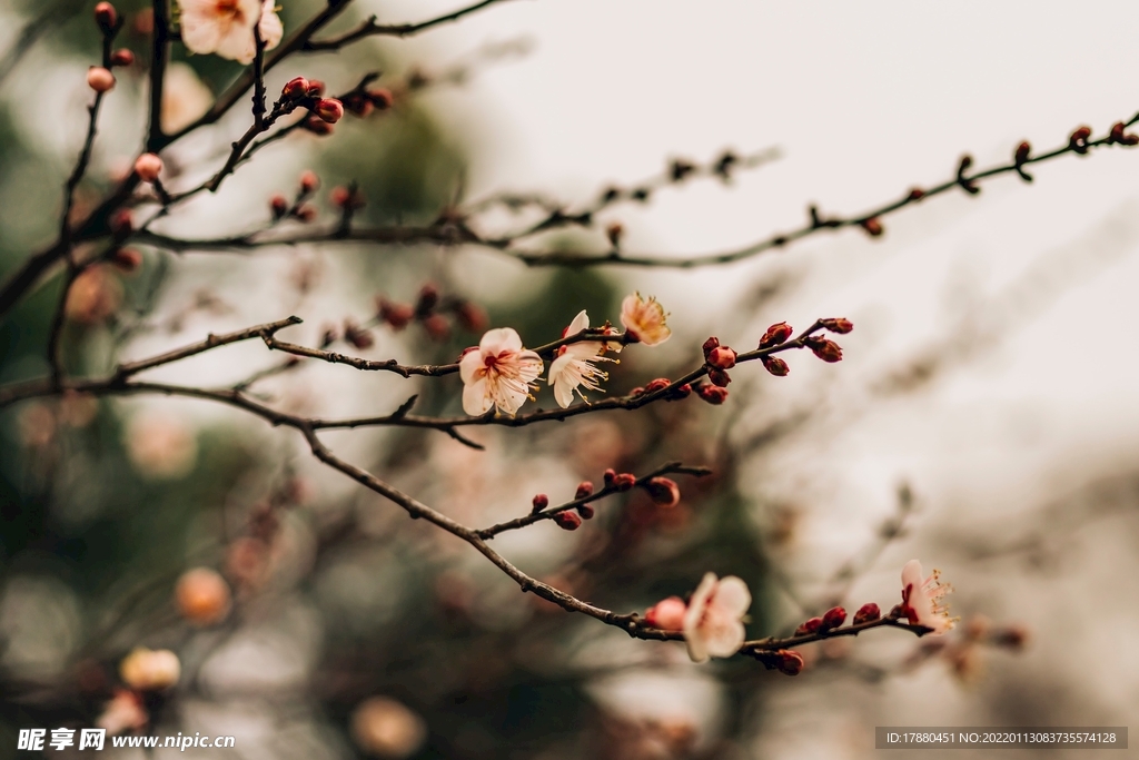 花卉