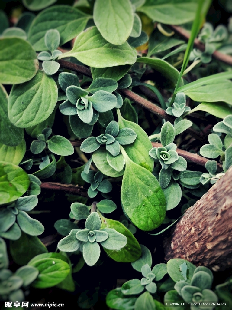 绿草