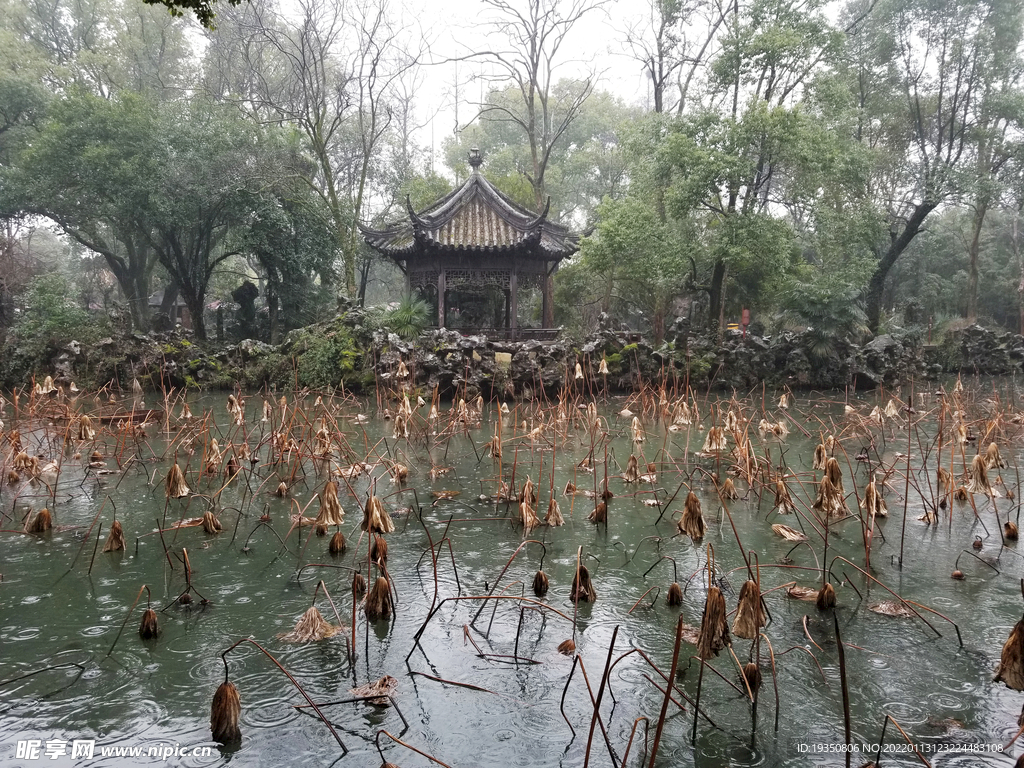 南浔古镇雨中的残荷景色