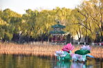 公园景观湖