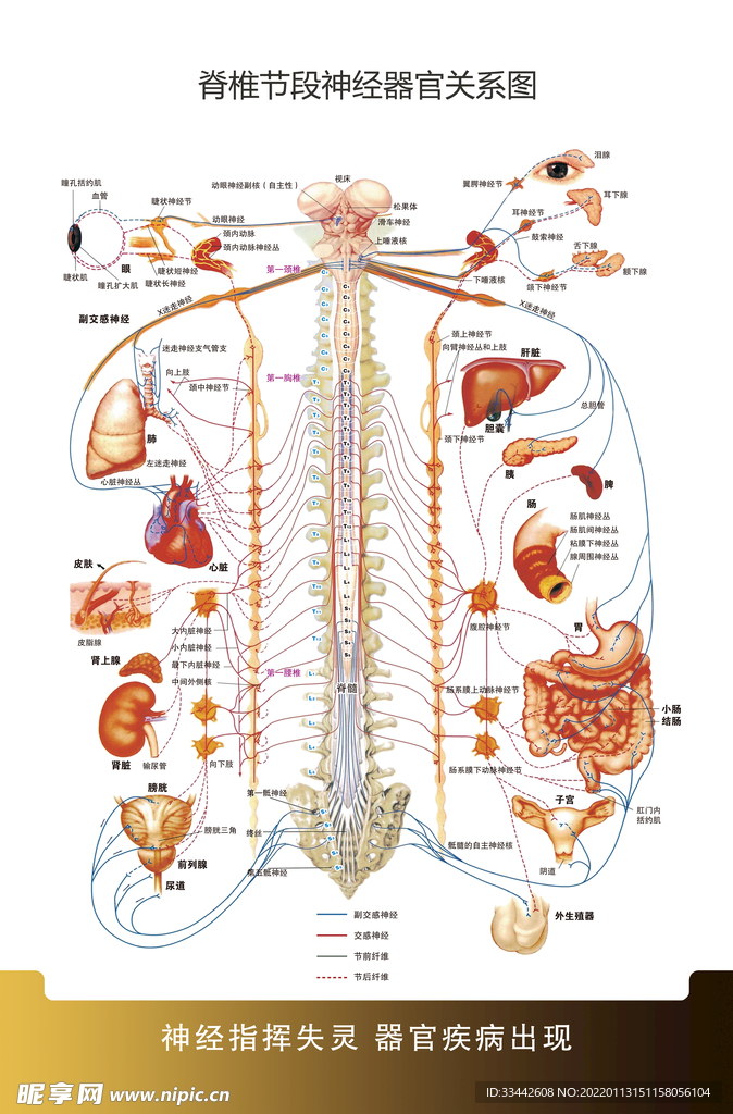 脊椎神经器官