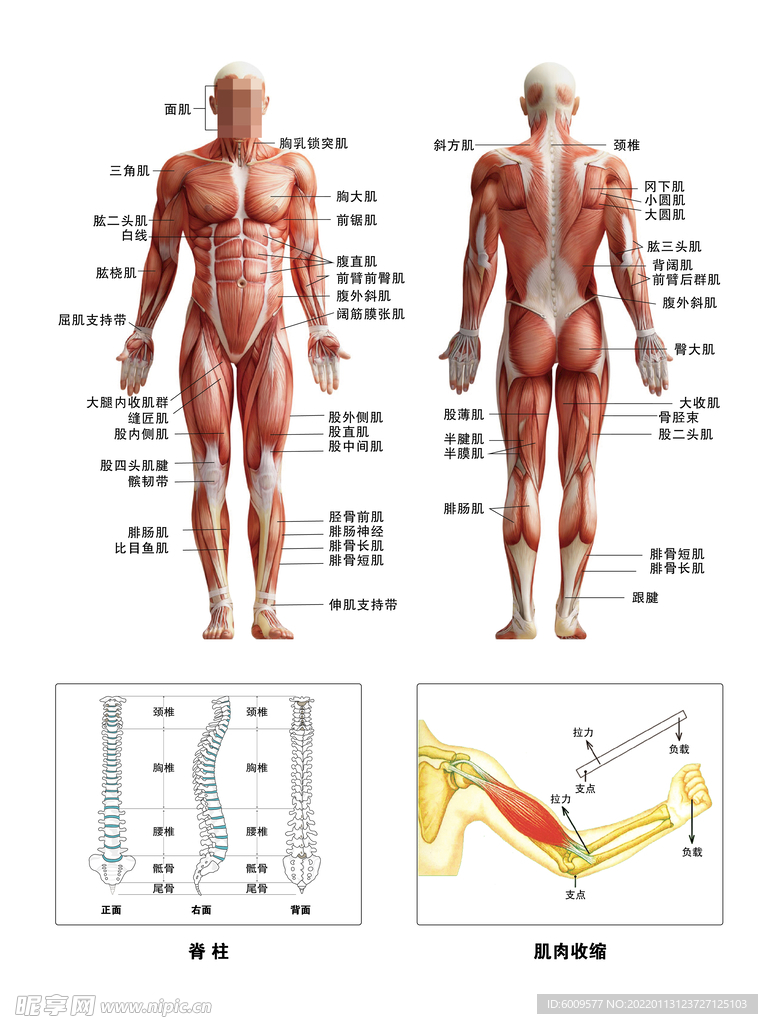 肌肉图