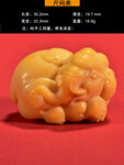 缅黄小象