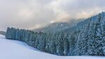 大雪森林