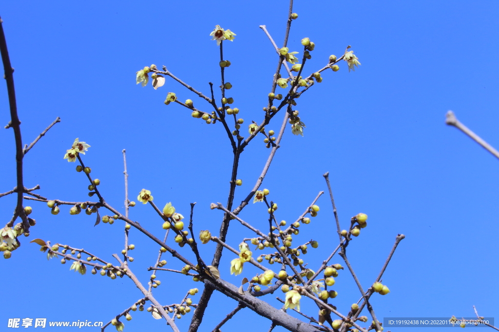 蜡梅花 