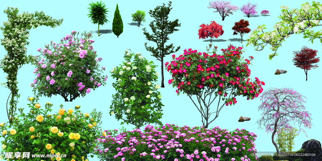 植物
