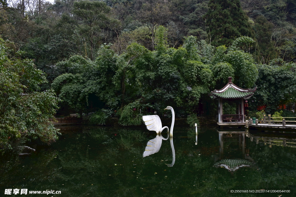 天鹅湖天鹅栖息地