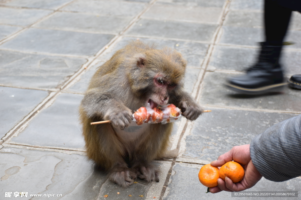 黔灵山喂猴子吃食物