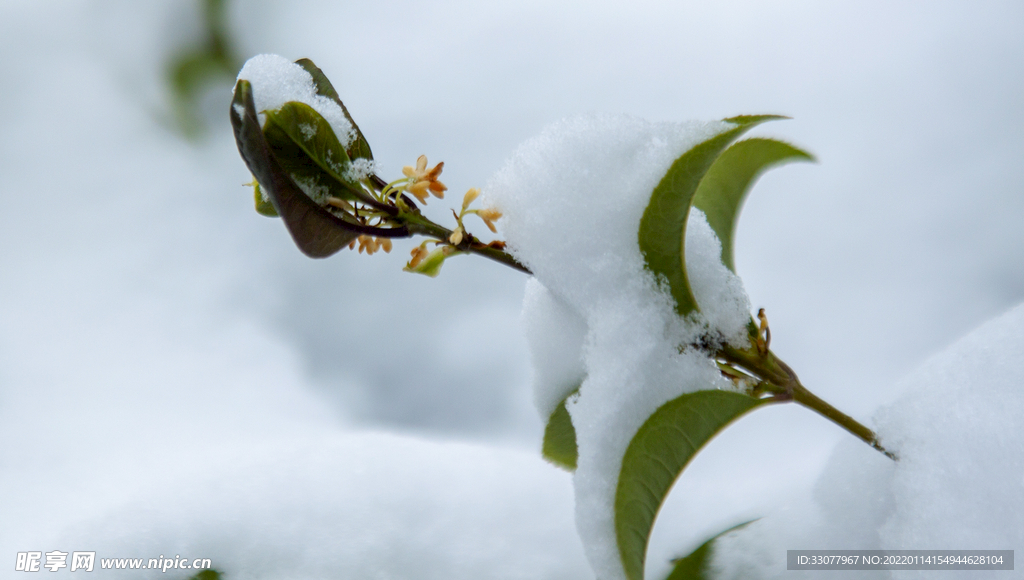 雪地里的小黄花