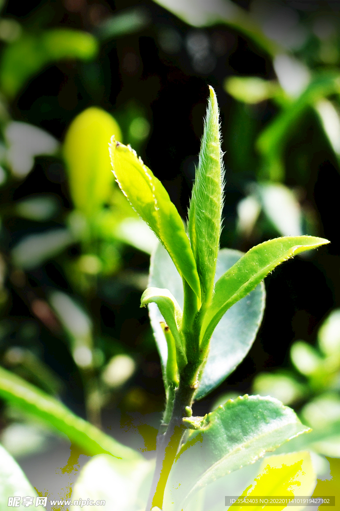 茶芽