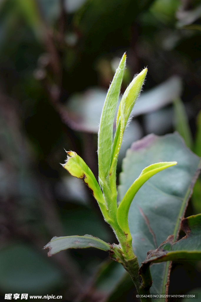 茶芽