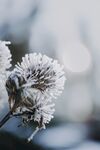 花卉