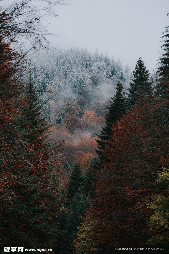 山林
