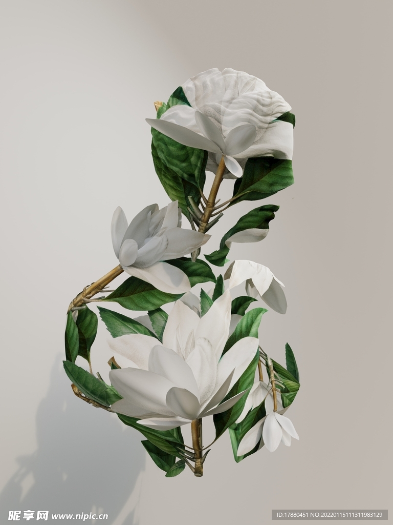 玉兰花