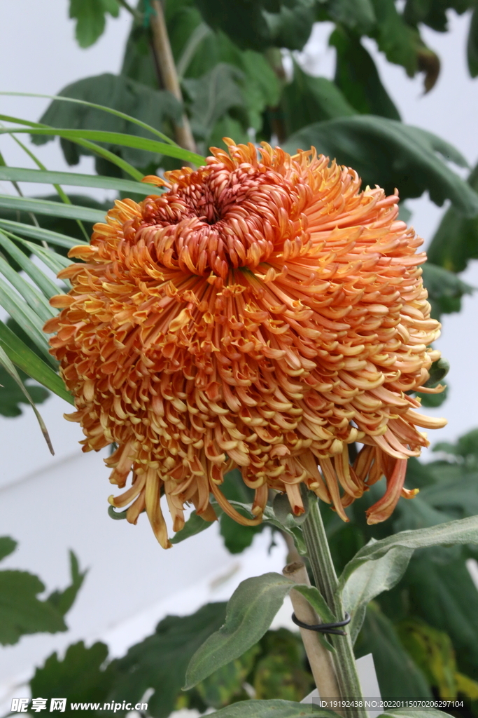 菊花 