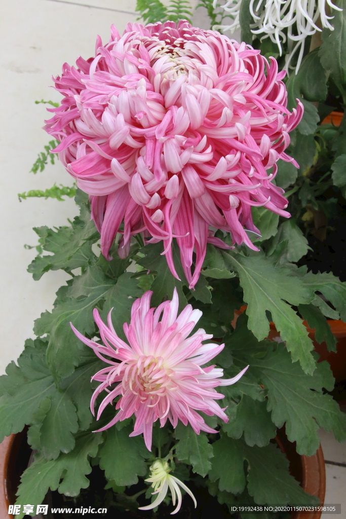 菊花