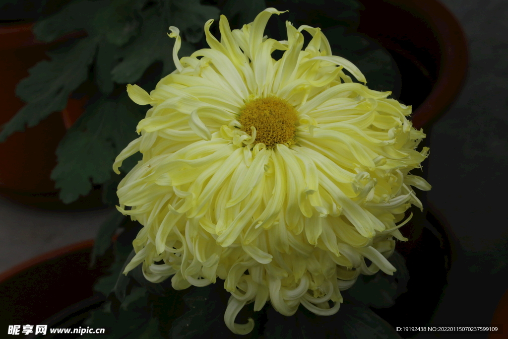 菊花 