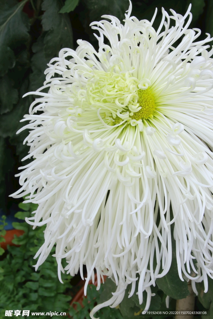 菊花 