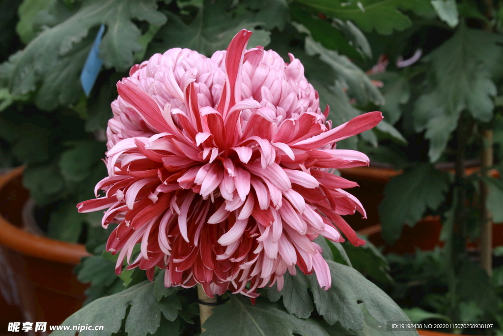 菊花 