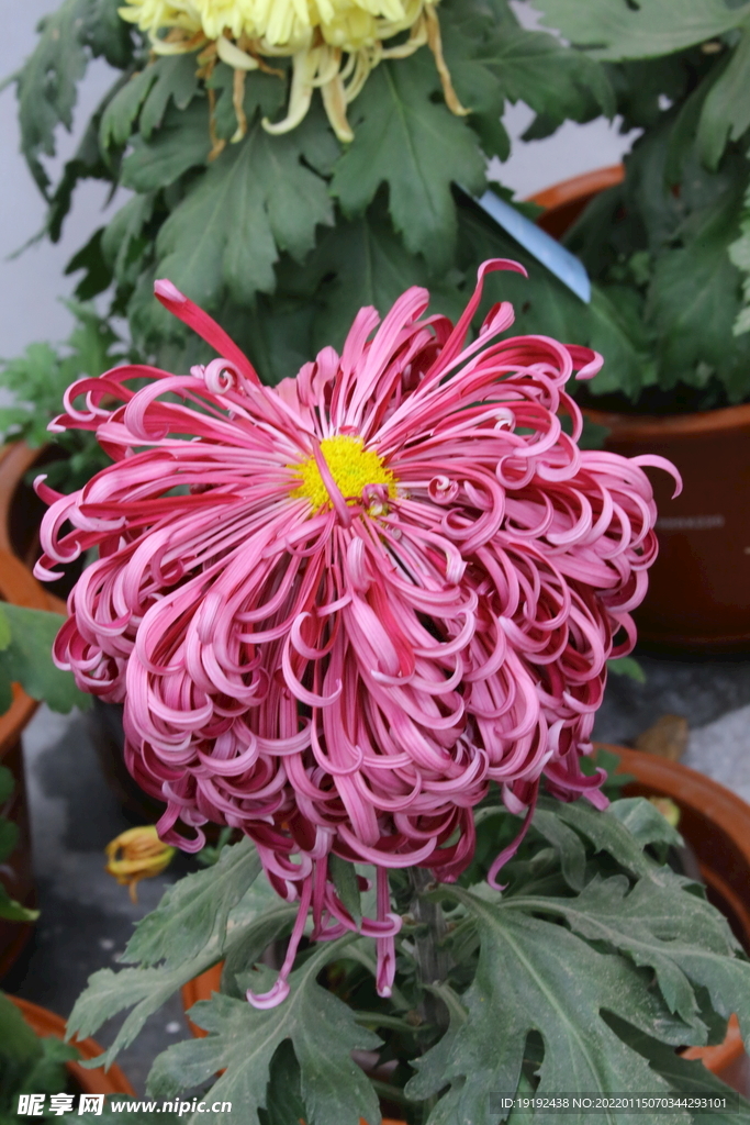 菊花 