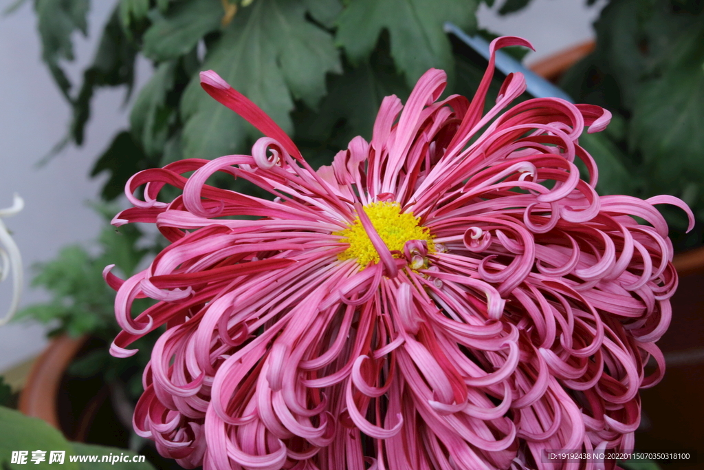 菊花 
