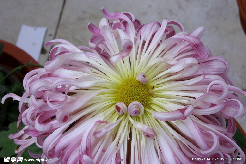 菊花 